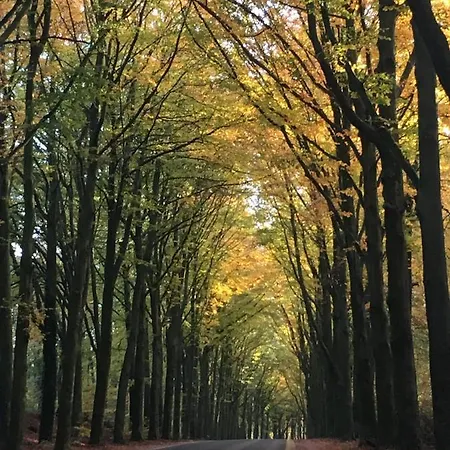 De Ijsvogel