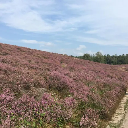 Bed & Breakfast De Ijsvogel *