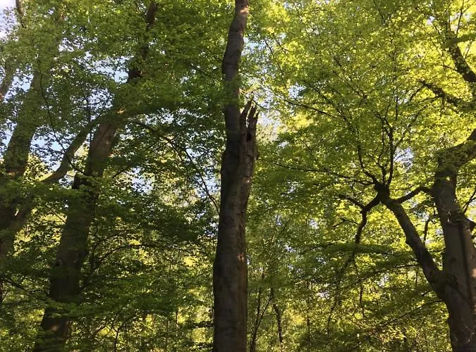 Bed & Breakfast De Ijsvogel *