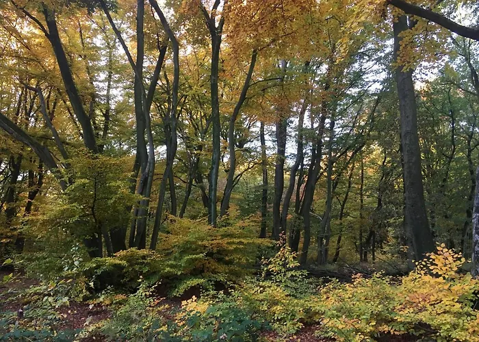 De Ijsvogel * Doorwerth