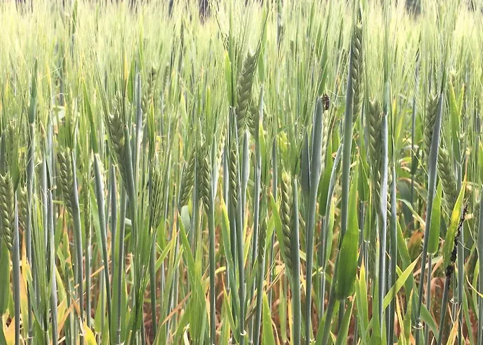 De Ijsvogel Bed & Breakfast *