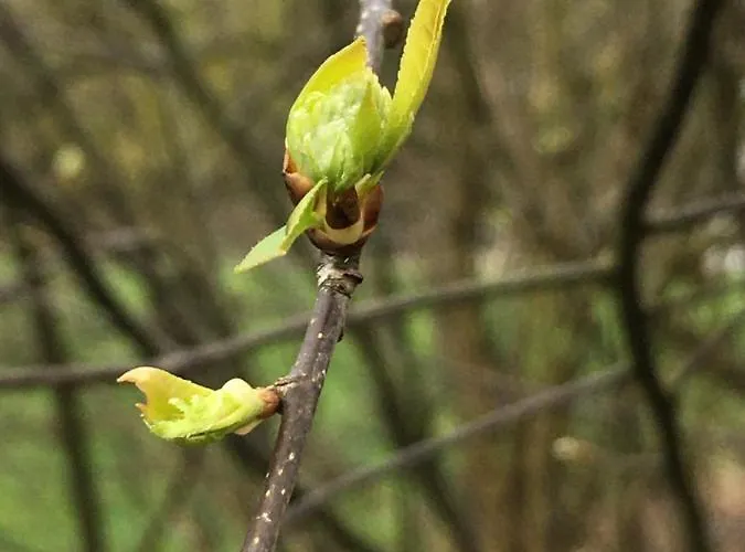 De Ijsvogel ドールウェルト