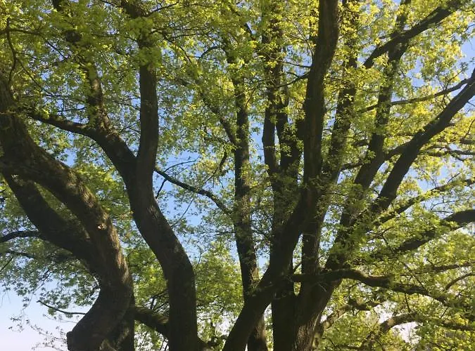 De Ijsvogel ベッド・アンド・ブレックファスト